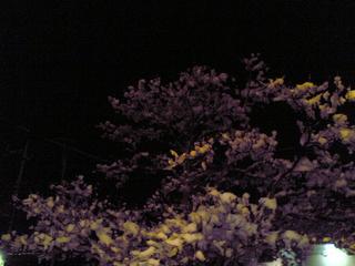 20060121_1.jpg
