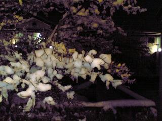 20060121_2.jpg
