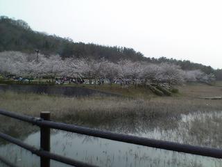 kagamiyama_sakura.jpg